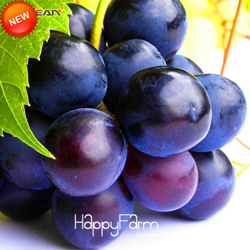 Sweet Kyoho Grape Seeds - Natural, Fast-Growing, Delicious Fruit Plants for Home Garden