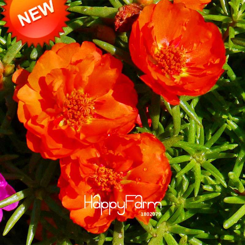 Red Portulaca Seeds - Balcony Potted Flowers, Purslane Scutellaria Barbata, Easy-Grow Plant Seeds