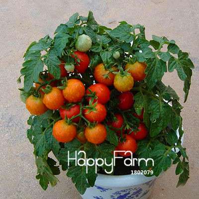 Organic Purple Tomato Seeds for Home Garden - Non-GMO, Easy Grow