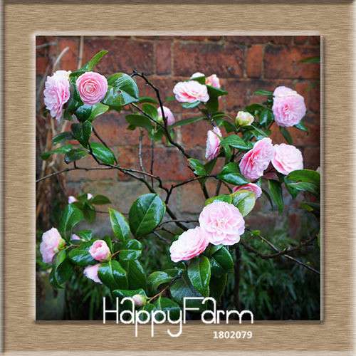 24-Color Camellia Seeds Kit - for Potted Plants, Bonsai & Garden Flowers | Fast-Growing & Vibrant Blooms