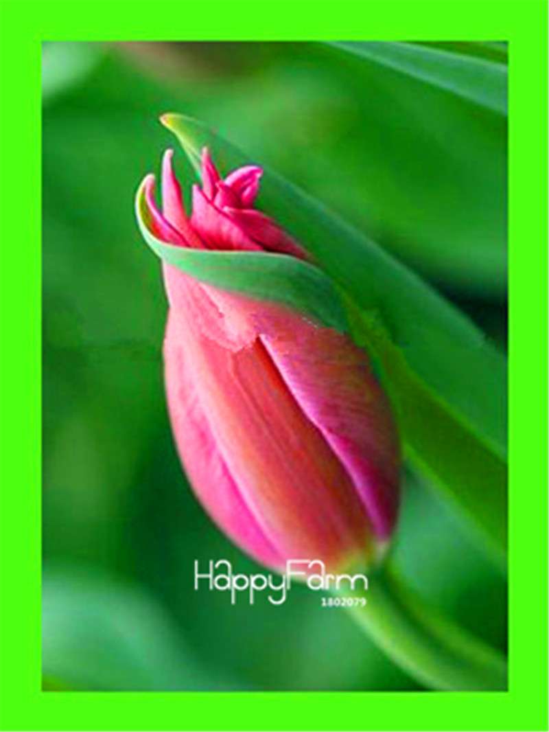 Dutch Tulip Flower Seeds - Potted Bonsai for Home & Garden Planting