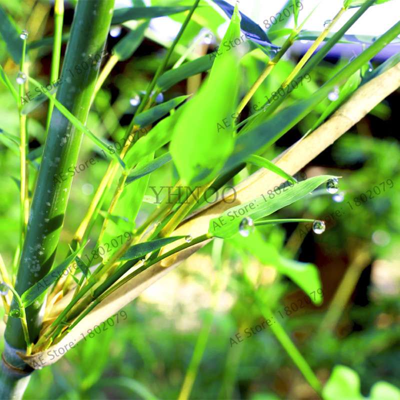 Colorful Bamboo Seeds - Rare Chinese Perennial Ornamental Plants for Garden