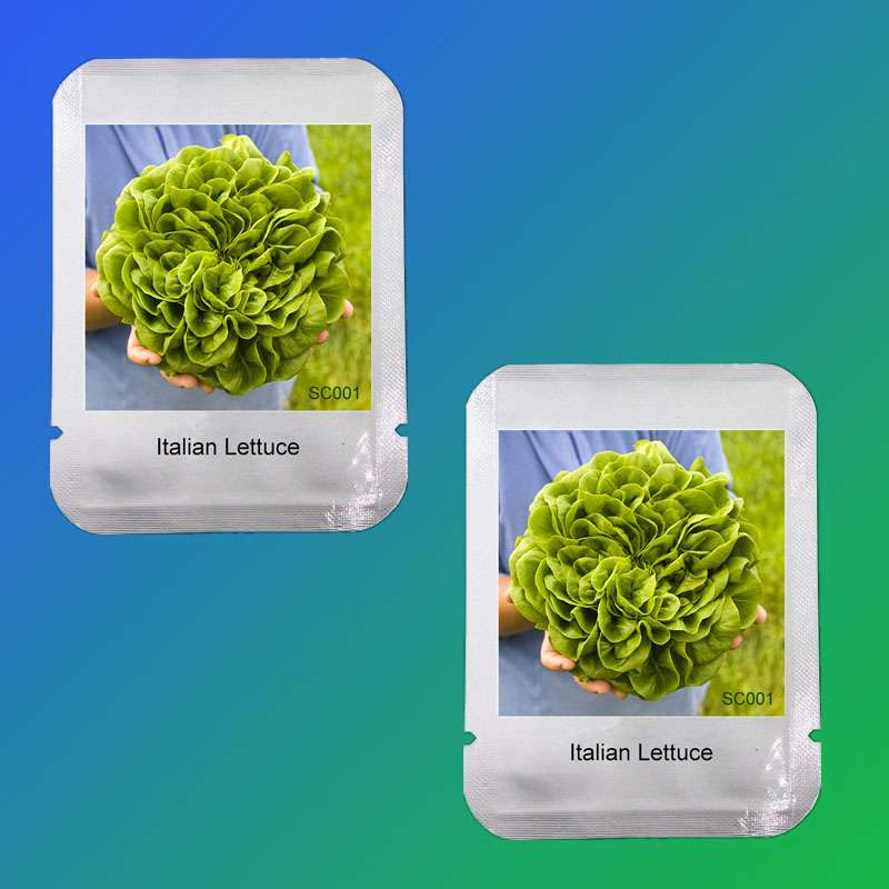 Italian Lettuce Seeds - Easy to Grow, Delicious & Fresh for Salads, Home Garden DIY, Professional Pack