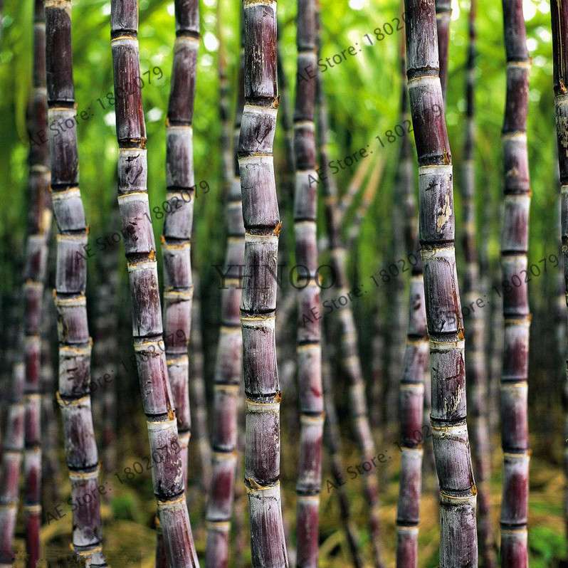 2025 New Sugar Cane Seeds - for Home Garden, Medicinal & Vitamin-Rich Planting (Non-GMO)