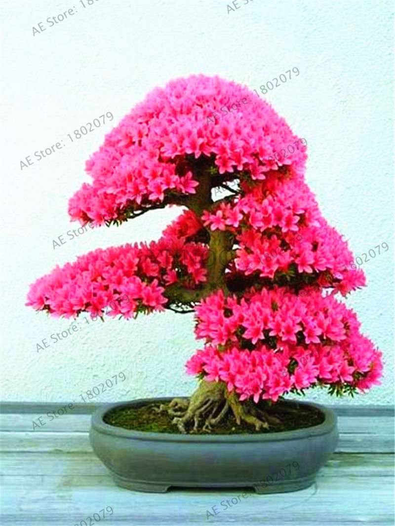 Rare Azalea Bonsai Seeds - DIY Home Garden Plants, Sakura-Like Blooms - Grow Japanese Cherry Flowers