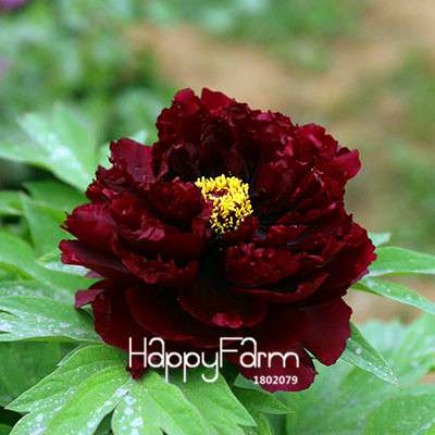 Black Purple Peony Seeds - Exotic Potted Bonsai Plant for Home Garden, Easy to Grow Flower Seeds