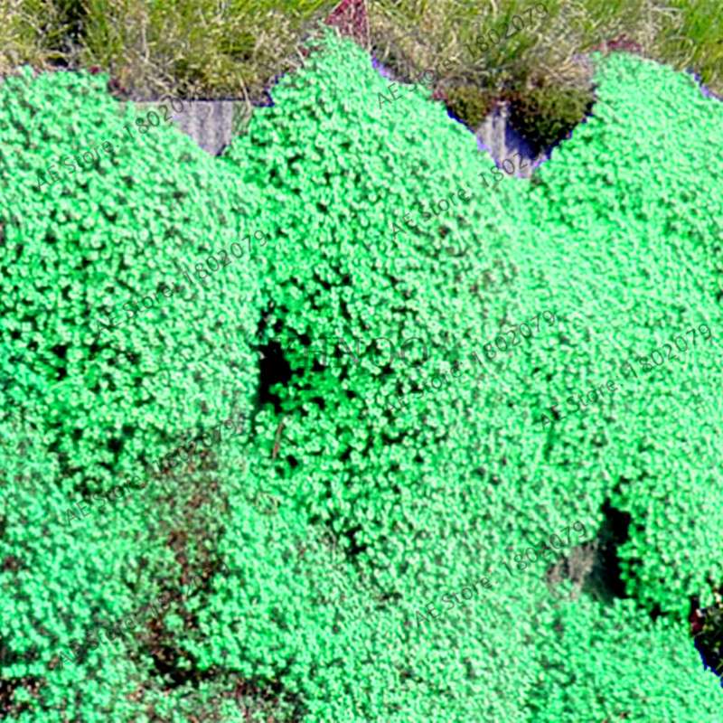 Rare Rock Cress & Creeping Thyme Seeds - Perennial Ground Cover Flowers for Home Garden | Fast-Growing Climbing Plants