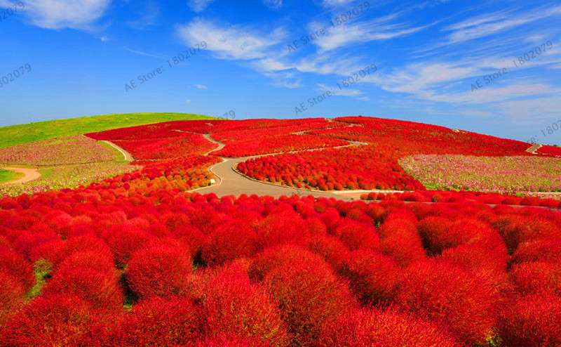 Burning Bush Grass Seeds - Fast Growing, Hardy Kochia Scoparia | Summer Cypress, Easy to Grow Garden Seeds