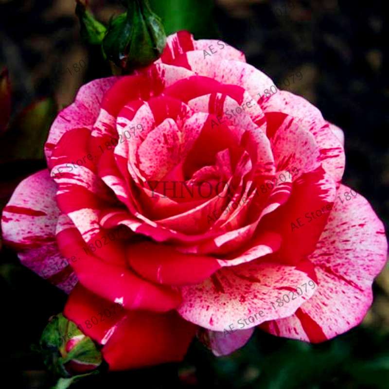 Rare Candy Stripe Rose Seeds - Mixed Color Bonsai Flower Seeds for Home Garden (Black, Blue)