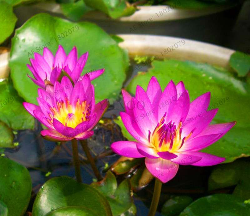 Lotus Flower Seeds - Aquatic Water Lily Plants for Home Garden Planting
