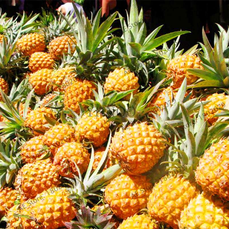 Sweet Yellow Pineapple Corn Seeds - Delicious Fruit & Vegetable Seeds for Planting