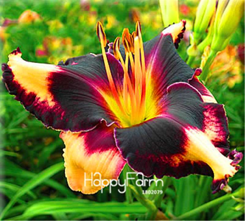 Hybrid Daylily Seeds - Colorful Hemerocallis Lily for Home Garden & Bonsai | Fast-Growing Flower Seeds