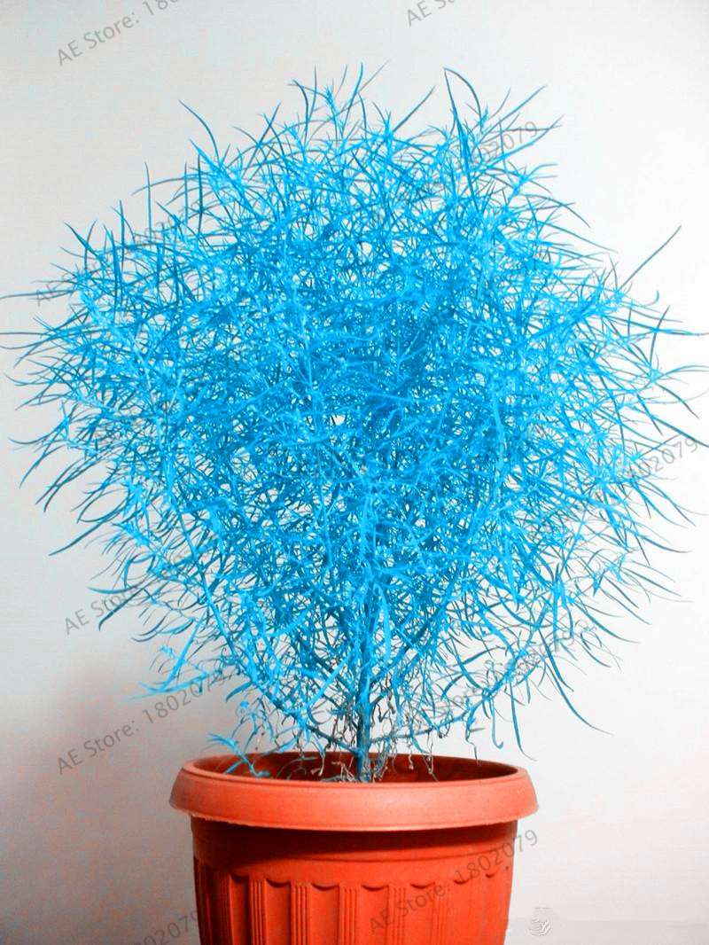 Burning Bush Grass Seeds - Fast Growing, Hardy Kochia Scoparia | Summer Cypress, Easy to Grow Garden Seeds