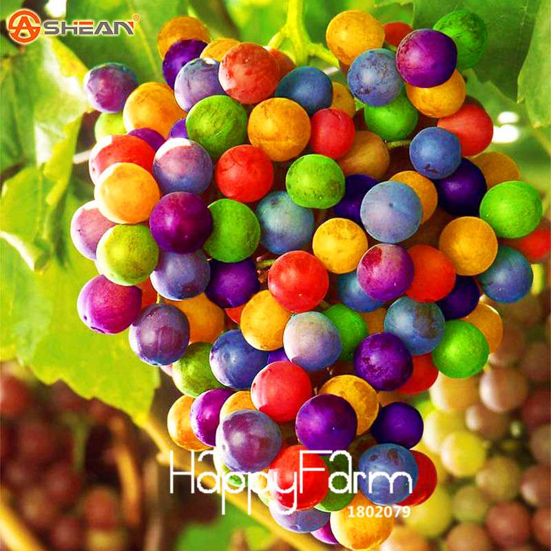 Rainbow Grape Seeds - Natural, Sweet & Easy to Grow | Premium Imported Fruit Plants