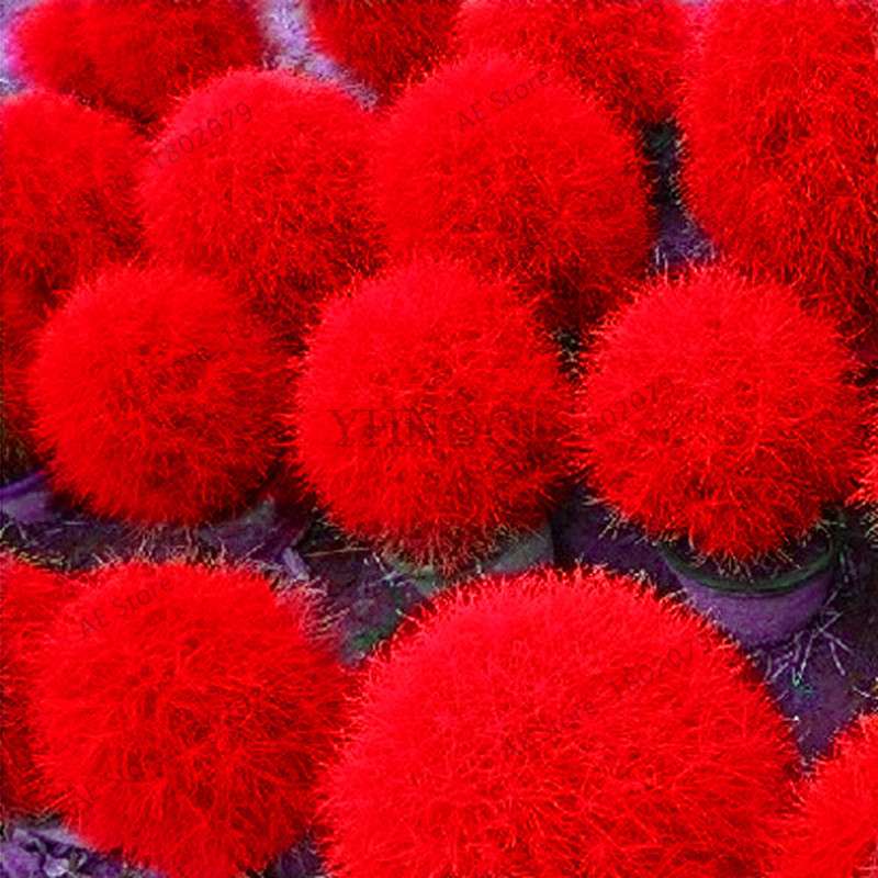 Burning Bush Grass Seeds - Fast Growing, Hardy Kochia Scoparia | Summer Cypress, Easy to Grow Garden Seeds