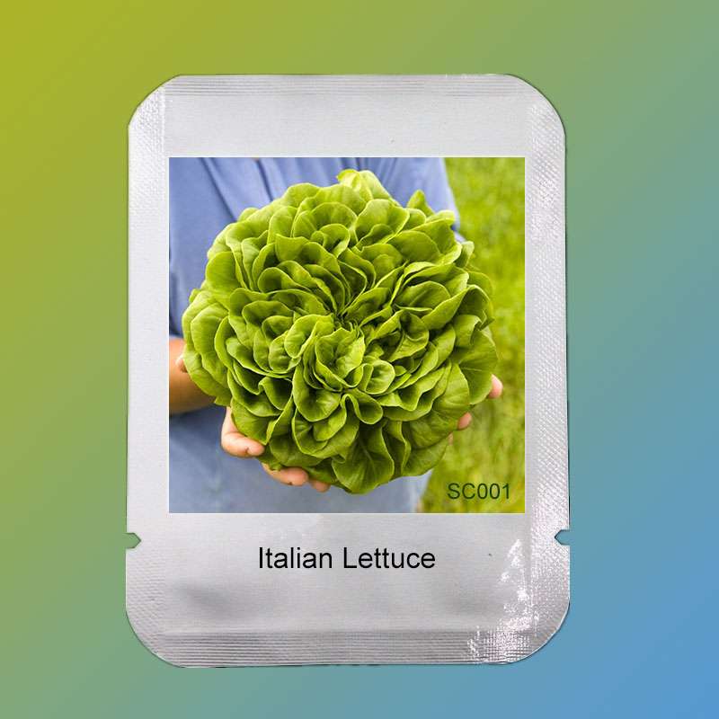 Italian Lettuce Seeds - Easy to Grow, Delicious & Fresh for Salads, Home Garden DIY, Professional Pack