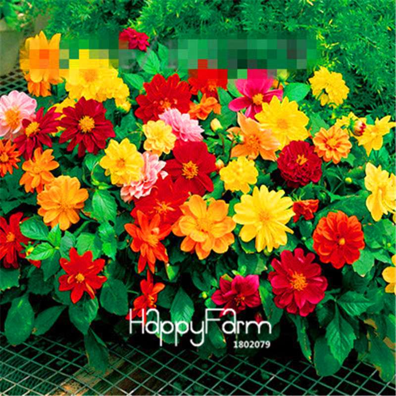 Dahlia Seeds - Rare Bonsai Flower Perennial Plants for Home Gardens | Fast-Growing & Colorful Blooms