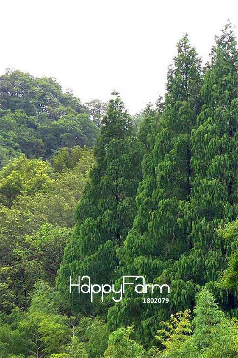 Metasequoia Glyptostroboides Seeds - Rare Dawn Redwood Bonsai Tree Seeds for Planting