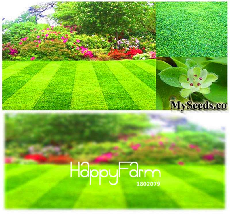 Dichondra Grass Seeds - Easy Grow Lawn & Garden Flower Seeds for DIY Home Landscaping