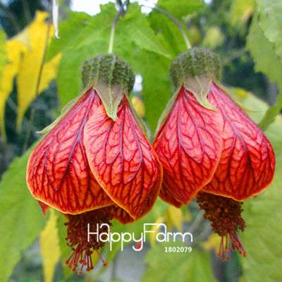 White Fuchsia Flower Seeds - Vibrant Hanging Potted Plants for Home & Garden | Fast-Growing
