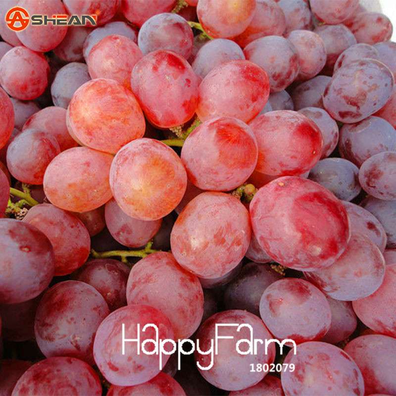 Sweet Red Grape Seeds - Natural, Delicious & Easy to Grow Fruit Plants for Home Gardening