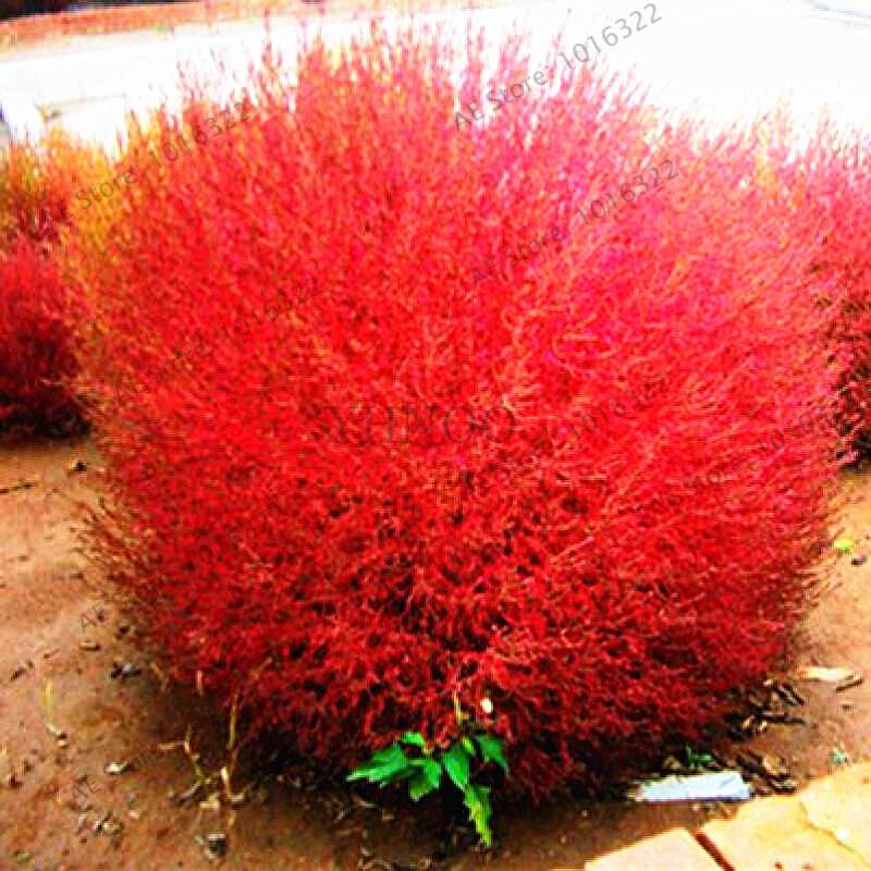 100 Pcs Red Broomsedge Seed