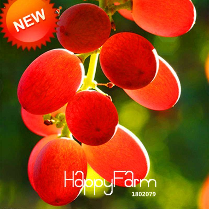 Sweet Red Grape Seeds - Natural, Delicious & Easy to Grow Fruit Plants for Home Gardening
