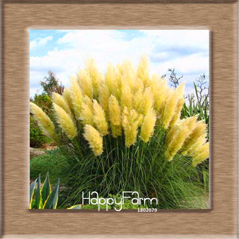 Pampas Grass Seeds - Cortaderia Ornamental Plants for Patio, Garden & Pots | Fresh New Flowers