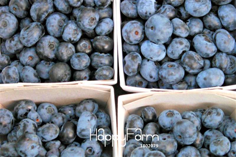 Blueberry Seeds for Planting - Grow Delicious Blueberry Fruit Trees at Home, Indoor/Outdoor Bonsai