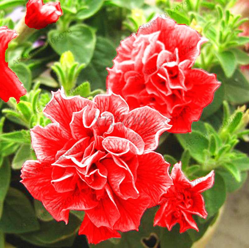 Double Petal Petunia Seeds - Vibrant Indoor Flower Bonsai Plants for Home & Garden