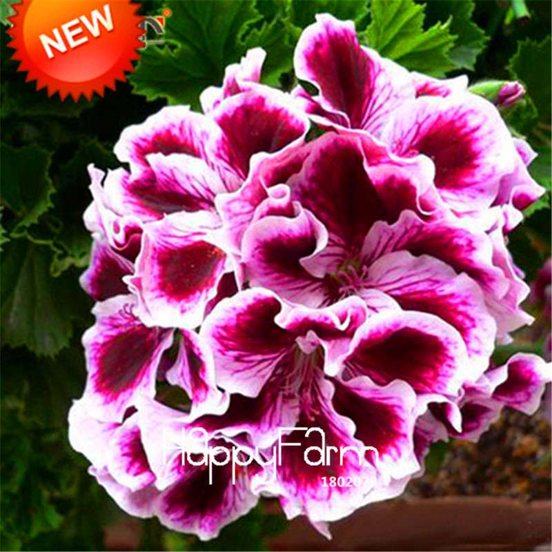 Maple Leaf Geranium Seeds - Perennial Pelargonium Flowers for Indoor Planting, Home Decor