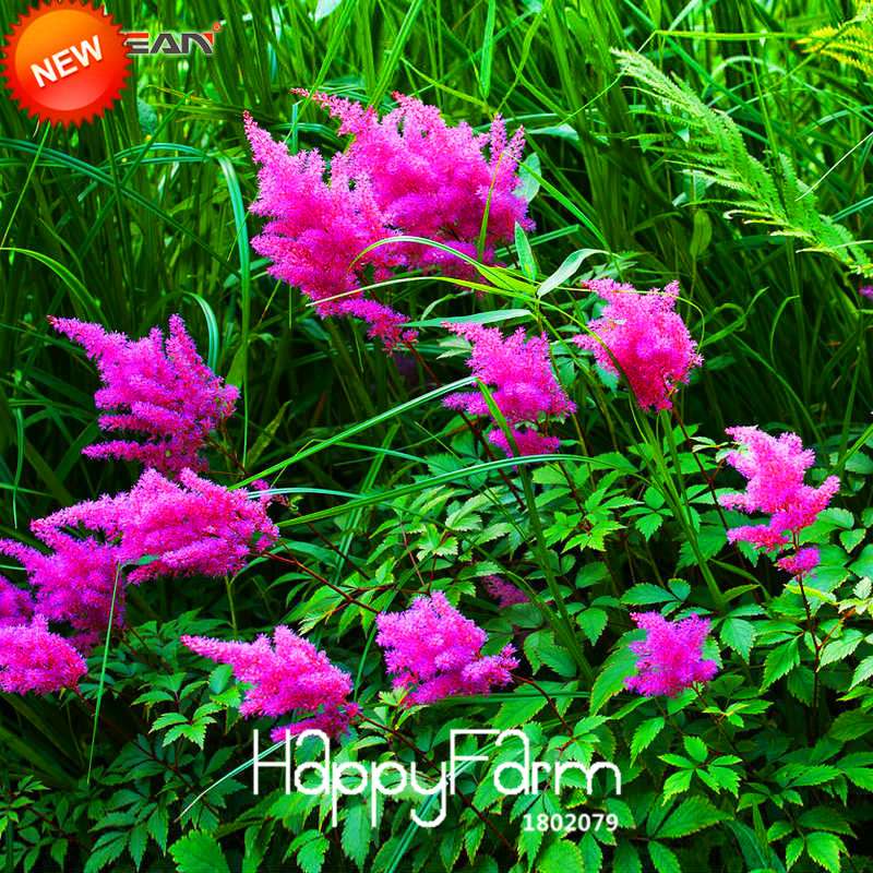 6-Color Chinese Astilbe Flower Seeds - Vibrant Balcony & Potted Garden Blooms, Fast US Shipping