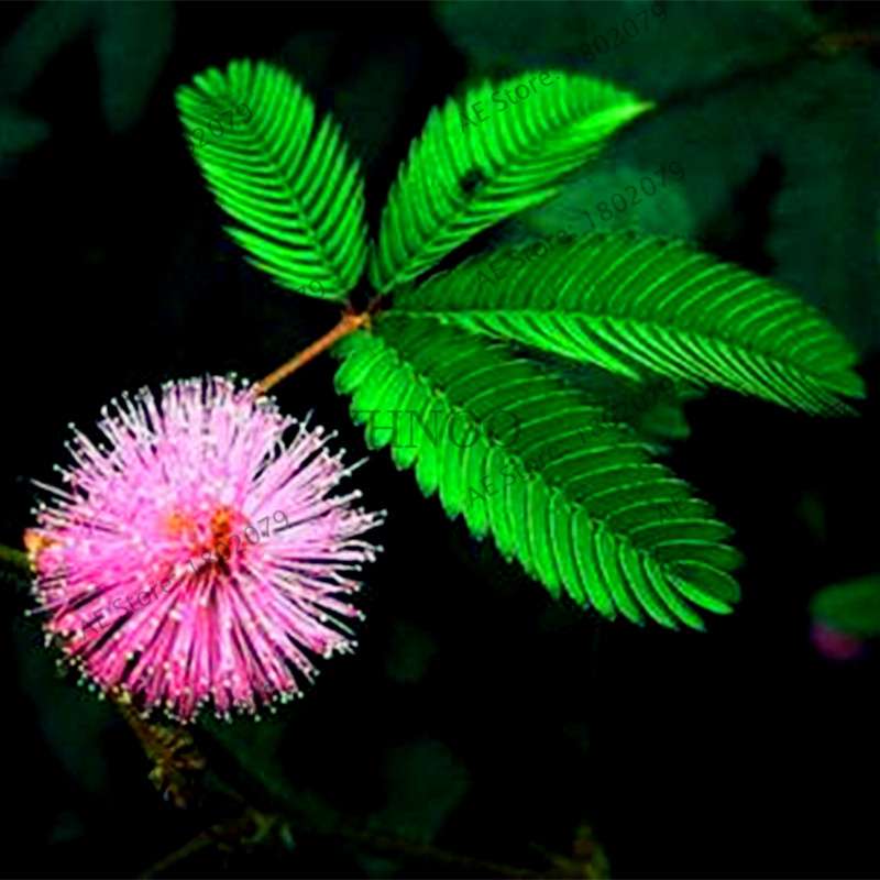 Mimosa Pudica Seeds - Sensitive Plant for Pots & Balcony | Fun, Fast-Growing Foliage