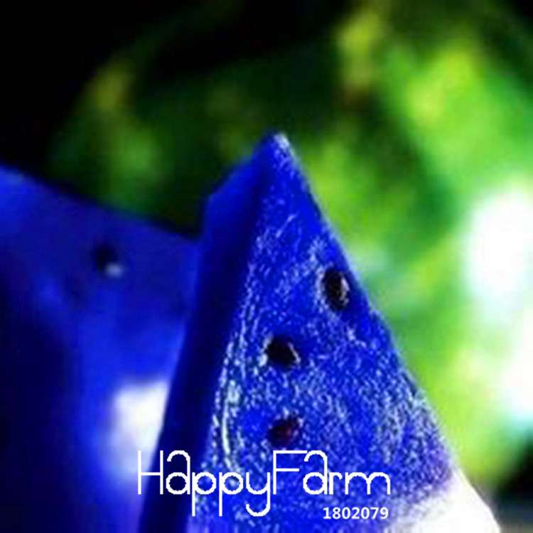 Blue Flesh Watermelon Seeds - Sweet, Non-GMO, Edible Fruit for Bonsai & Home Gardening