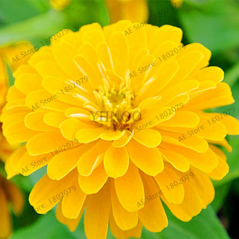 Buy Calendula Seeds - Premium Garden & Bonsai Flower Seeds for Indoor Planting, Big Sale!