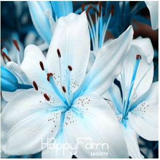 Fragrant Lily Flower Seeds - Color Mix, Indoor Bonsai, Potted Plants for Home & Garden