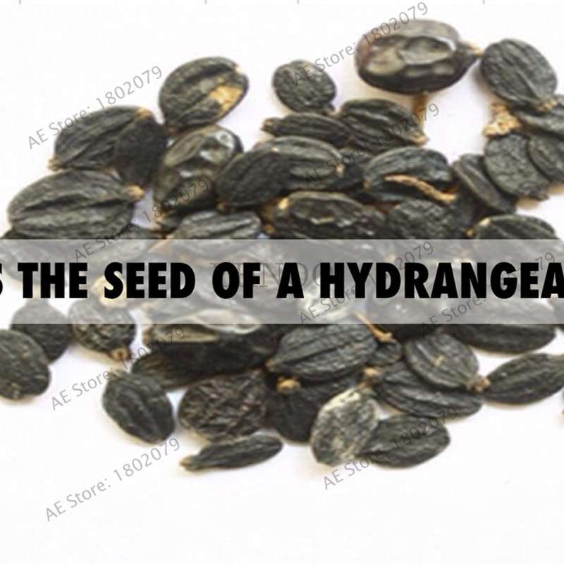 Hydrangea Seeds for Planting - 95% Germination, Easy to Grow, Balcony Potted Flowers, Absorbs Radiation, Perfect Gift for Loved Ones