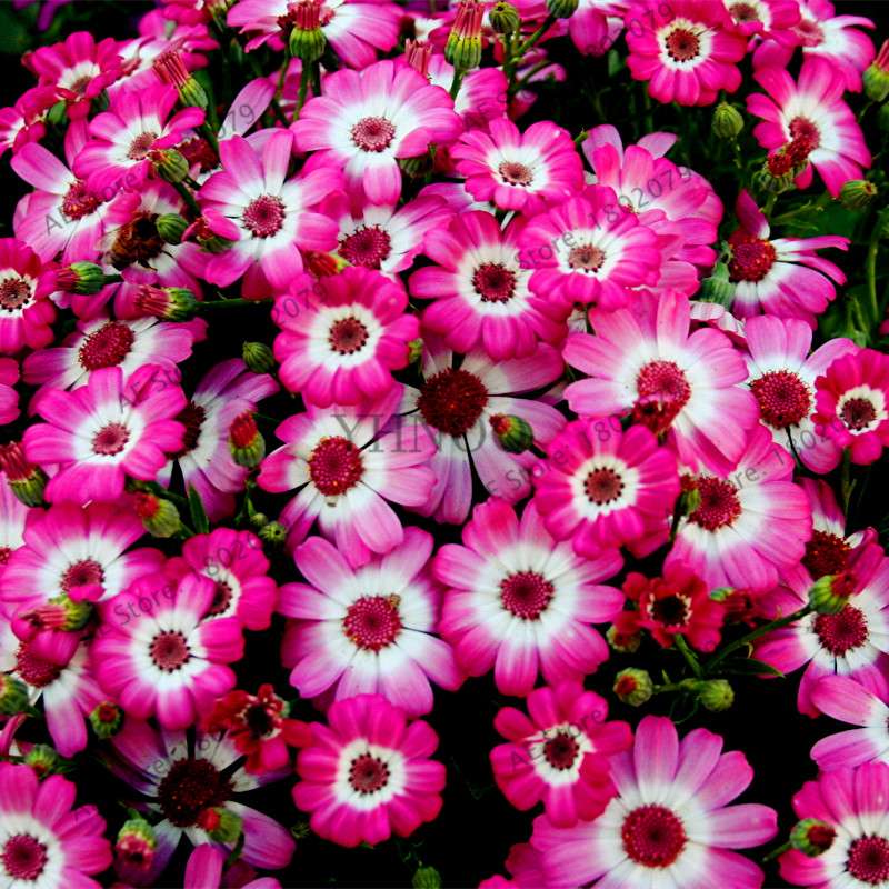 Cineraria Flower Seeds - 23 Colorful Bonsai Varieties for Home & Garden DIY Planting
