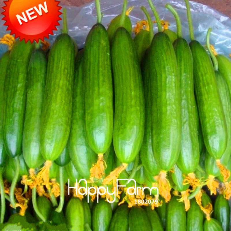 Dutch Cucumber Seeds - for Fresh, Homegrown Vegetables | Non-GMO, High Yield