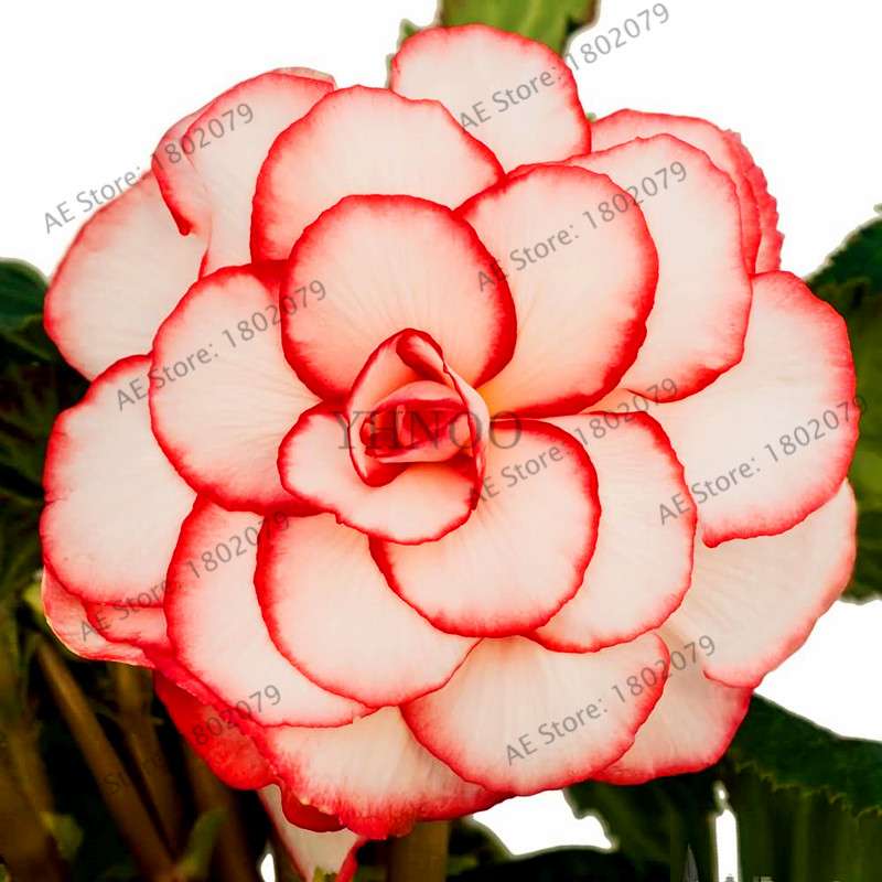 Begonia Seeds - Easy to Grow Bonsai Balcony Flowers, Potted Eustoma & Malus Spectabilis for Home Garden