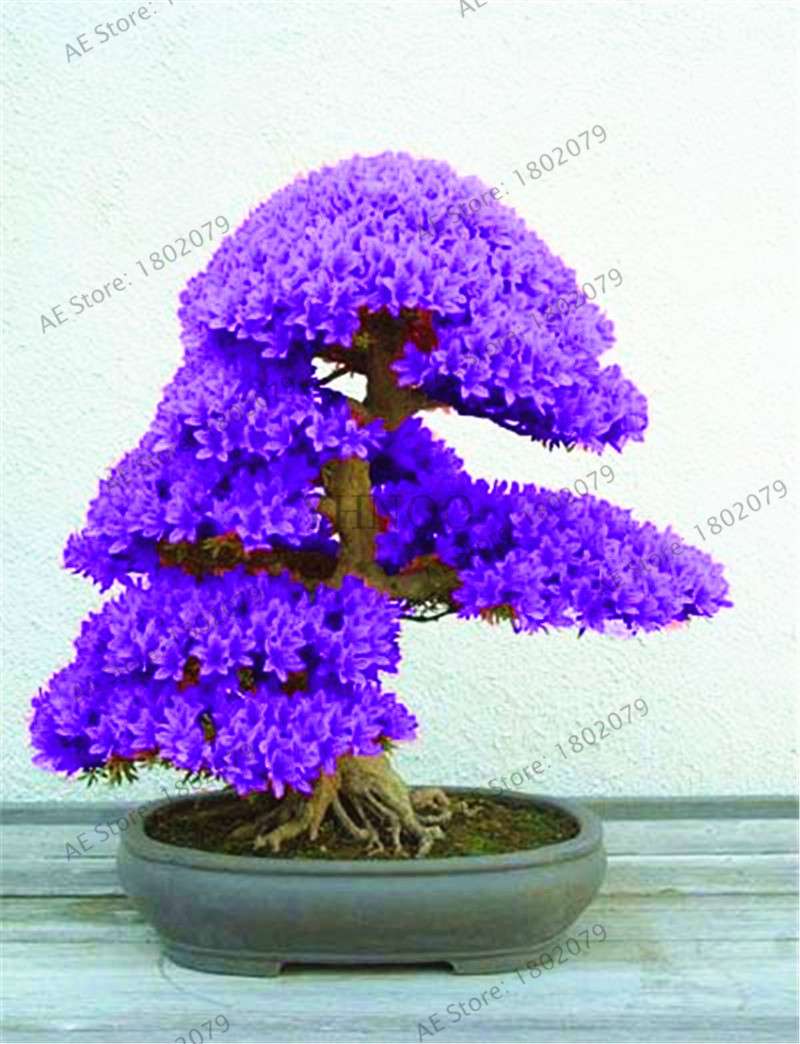 Rare Azalea Bonsai Seeds - DIY Home Garden Plants, Sakura-Like Blooms - Grow Japanese Cherry Flowers