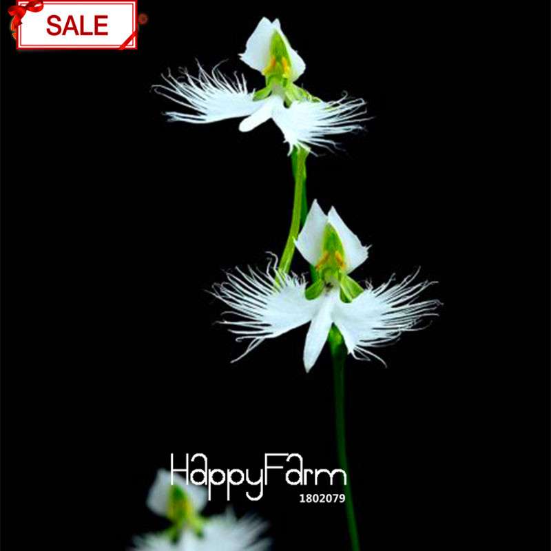 Egret Flower Seeds - Perennial Blooming Potted Plants for Home & Garden