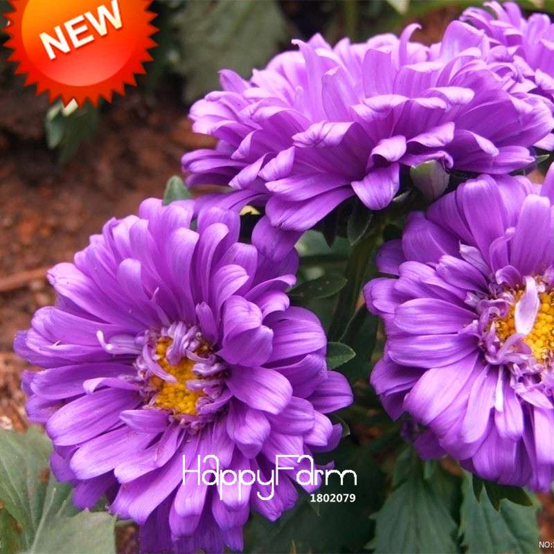 Purple Chrysanthemum Seeds - Balcony Potted Bonsai Flowers, Easy-Grow Aster Plant Seeds for Home Garden