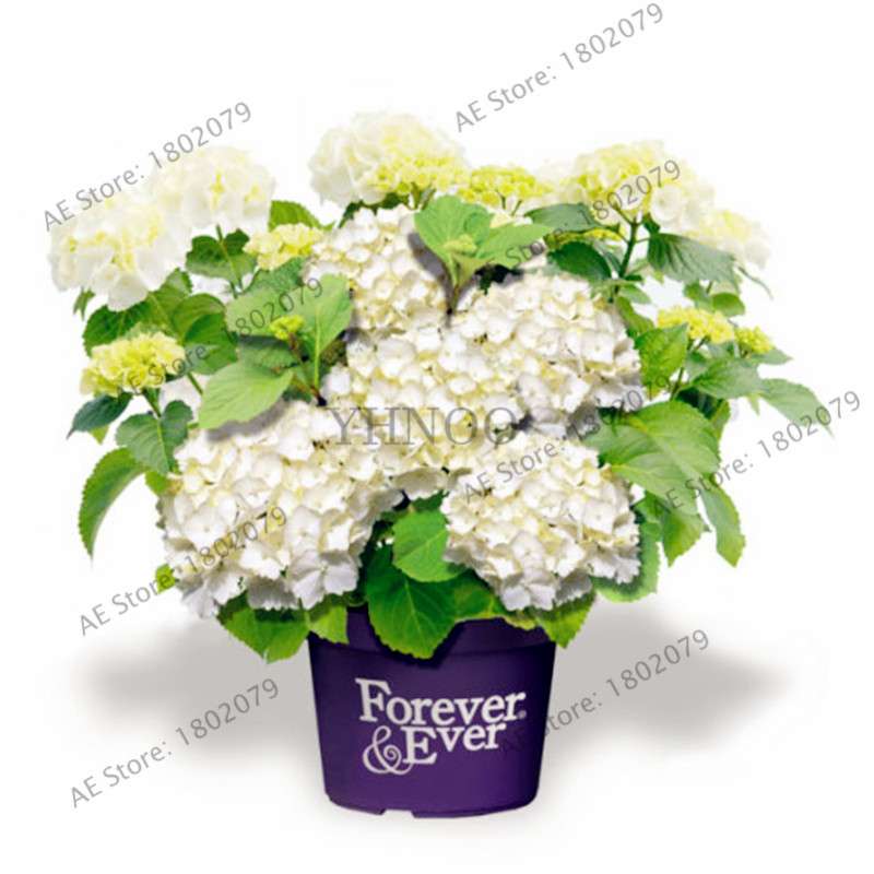 Hydrangea Bonsai Seeds - Perennial Wedding Flowers for Home & Garden - Easy to Grow
