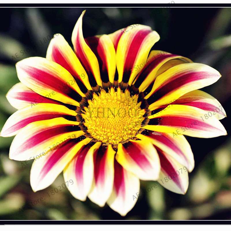 Mixed Color Gazania Rigens Seeds - Vibrant Flower Seeds for Home & Garden, Indoor/Outdoor Planting