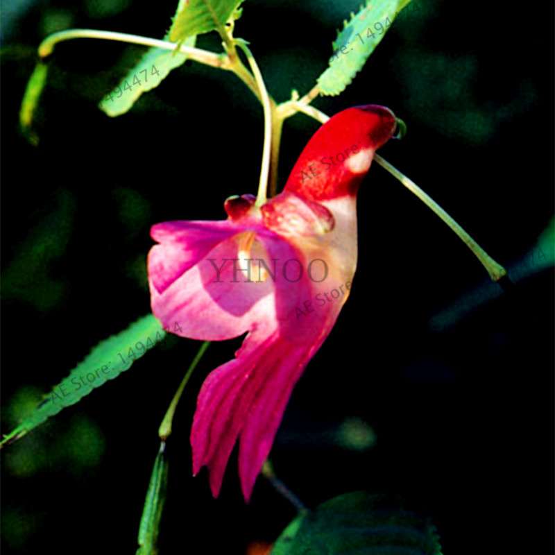 Rare Japanese Colorful Parrot Orchid Seeds - Exotic High-Grade Bonsai & Blooming Plants for Sale