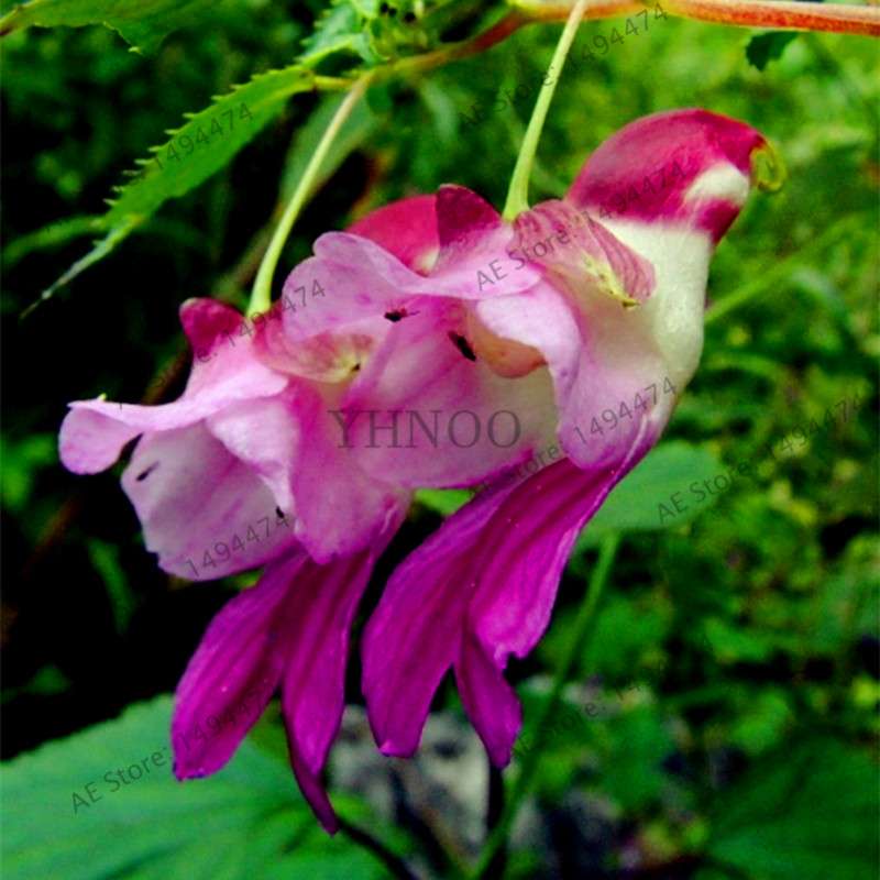 Rare Japanese Colorful Parrot Orchid Seeds - Exotic High-Grade Bonsai & Blooming Plants for Sale