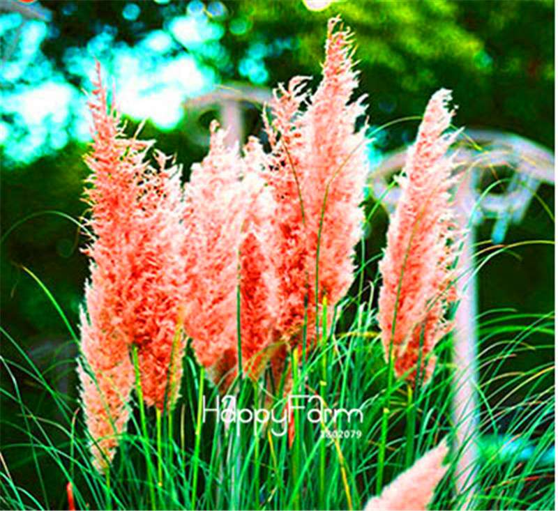 Pampas Grass Seeds - Beautiful Cortaderia for Home Garden Planting | Fast-Growing Flower Seeds
