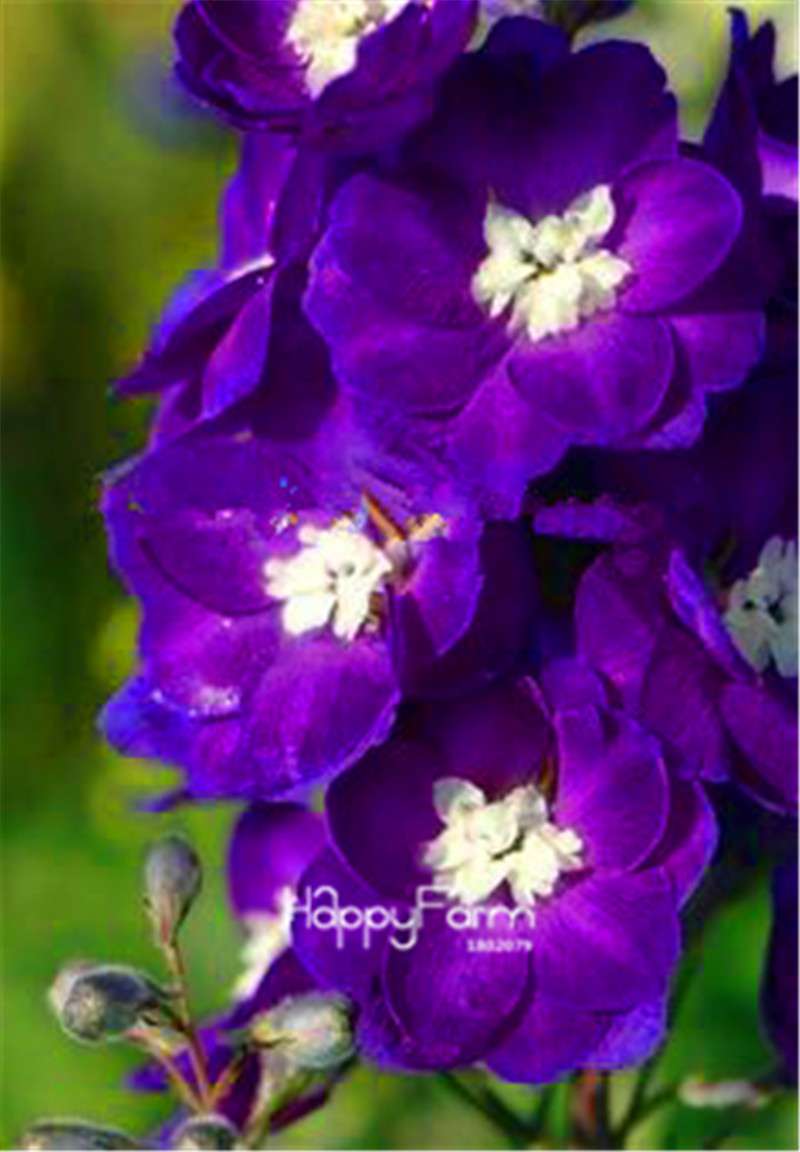 Rocket Larkspur Seeds - Easy-Grow Delphinium Flowers for Home Garden & DIY Potted Bonsai