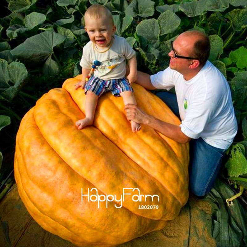 Organic Giant Pumpkin Seeds - Anti-Cancer, Garden Vegetables, Non-GMO, USA Shipping